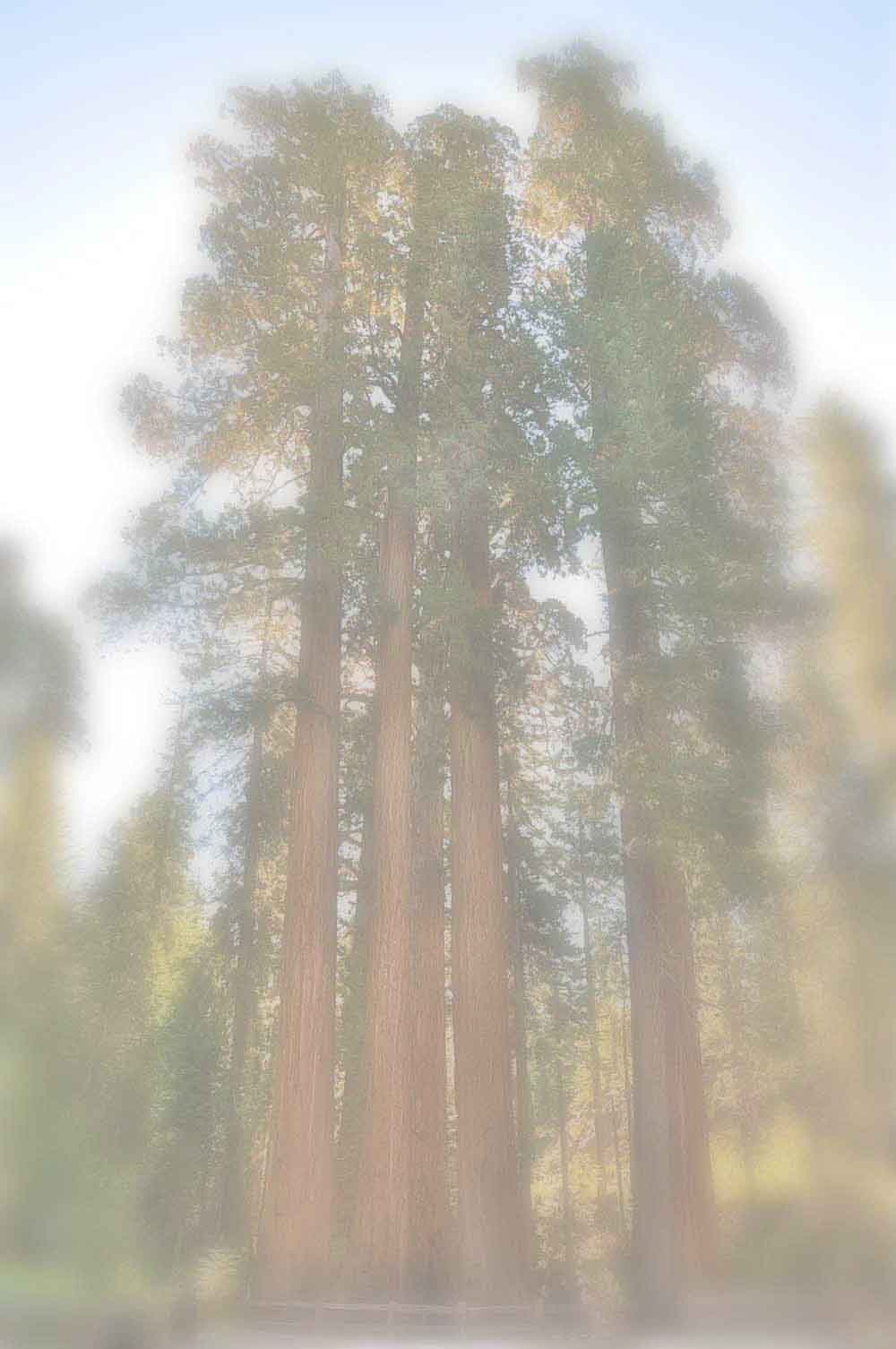 sequoia1_fww